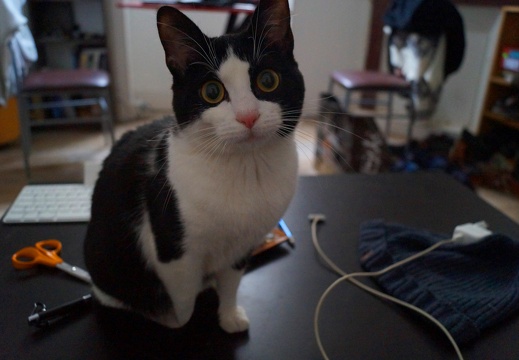 Oreo