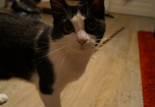 DSC01523