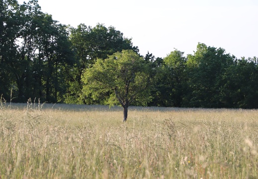 IMG 2822