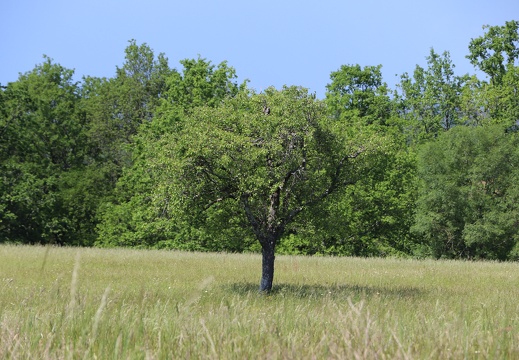 IMG 2791 (1)