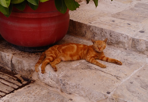 DSC02007