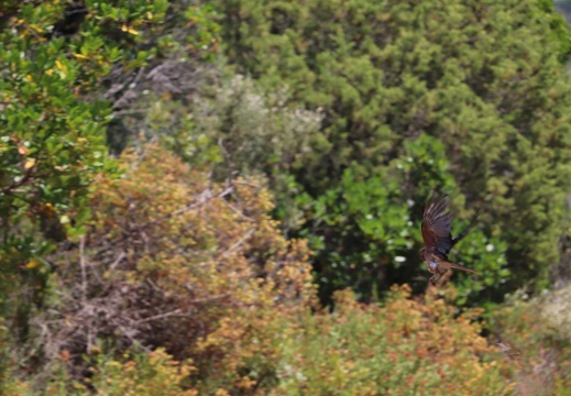 IMG 3968