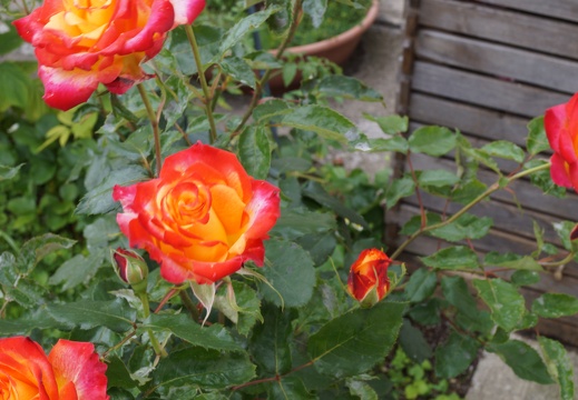 DSC00040