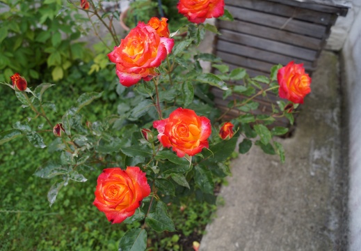 DSC00005