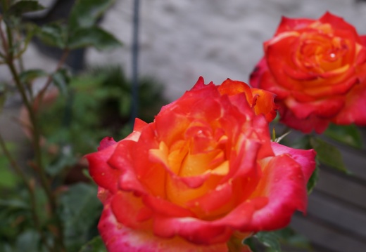 DSC00006
