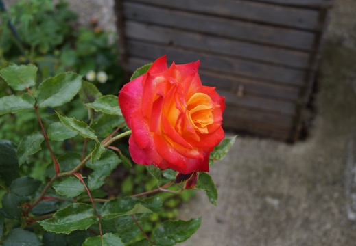 DSC00037