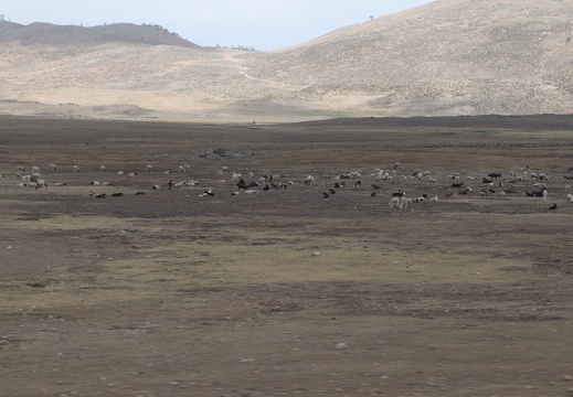 IMG 6504