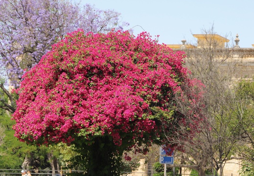 Sevilla