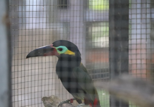 IMG 7021