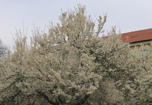 IMG 7146