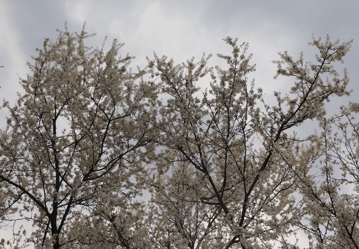 IMG 7185