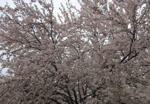 IMG 7207