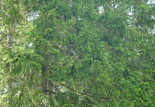 DSC04549