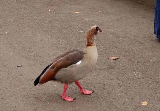 DSC05908
