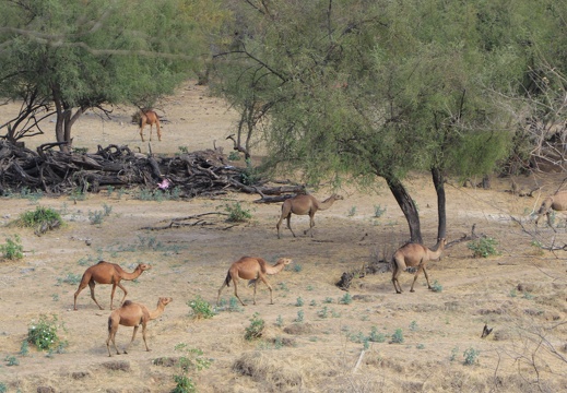 Wadi Derbat