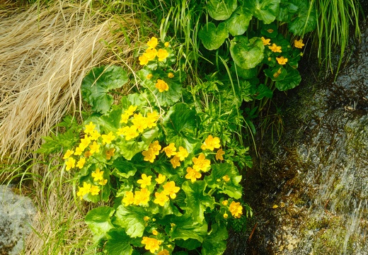 DSCF0141